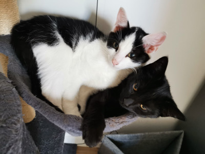 Unsere Katzen Monti und Siri ( Freigänger und viel unterwegs)