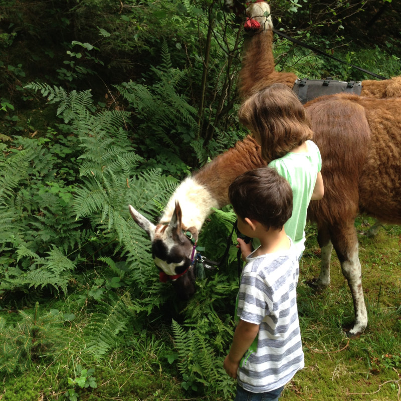Ausflug zu den Alpakas