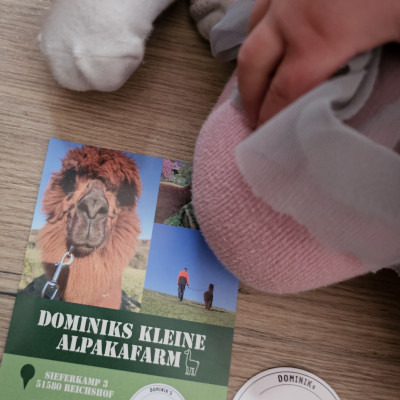 Besuch bei den Alpakas